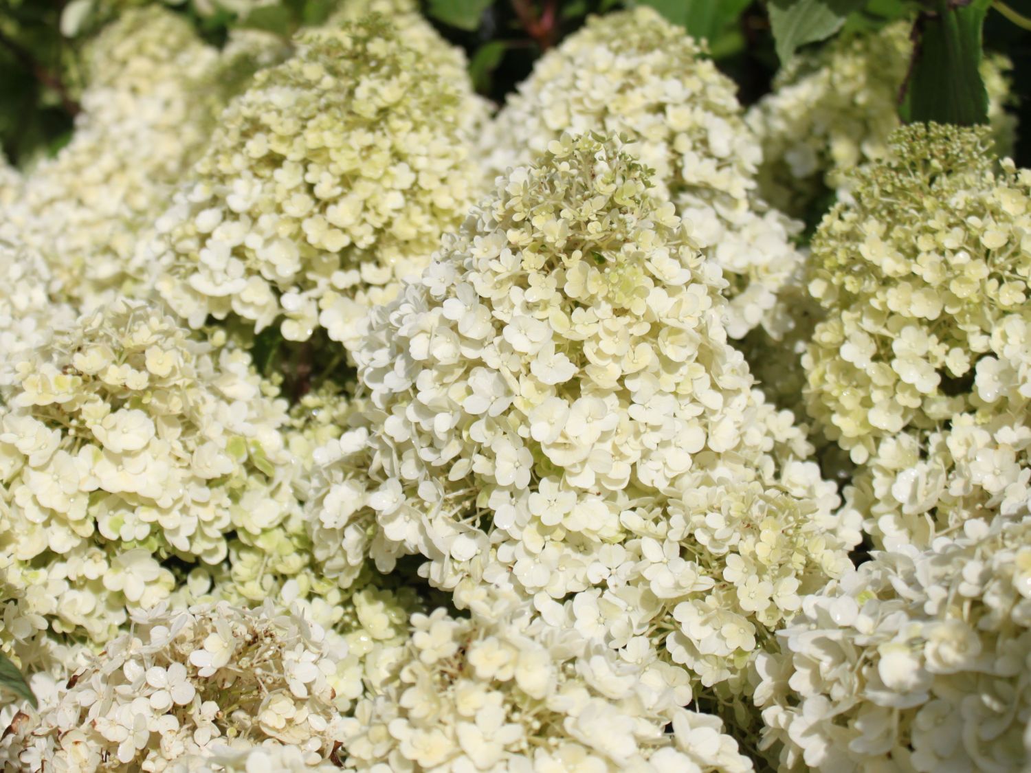 Rispenhortensie 'Bobo' / 'IIvobo' - Hydrangea paniculata 'Bobo' / 'Ilvobo'