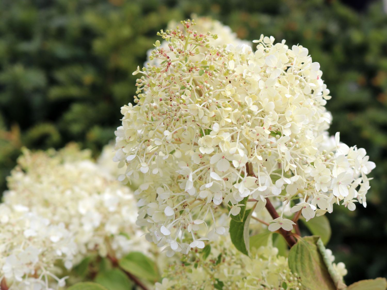 Rispenhortensie 'Bobo' / 'IIvobo' - Hydrangea paniculata 'Bobo' / 'Ilvobo'
