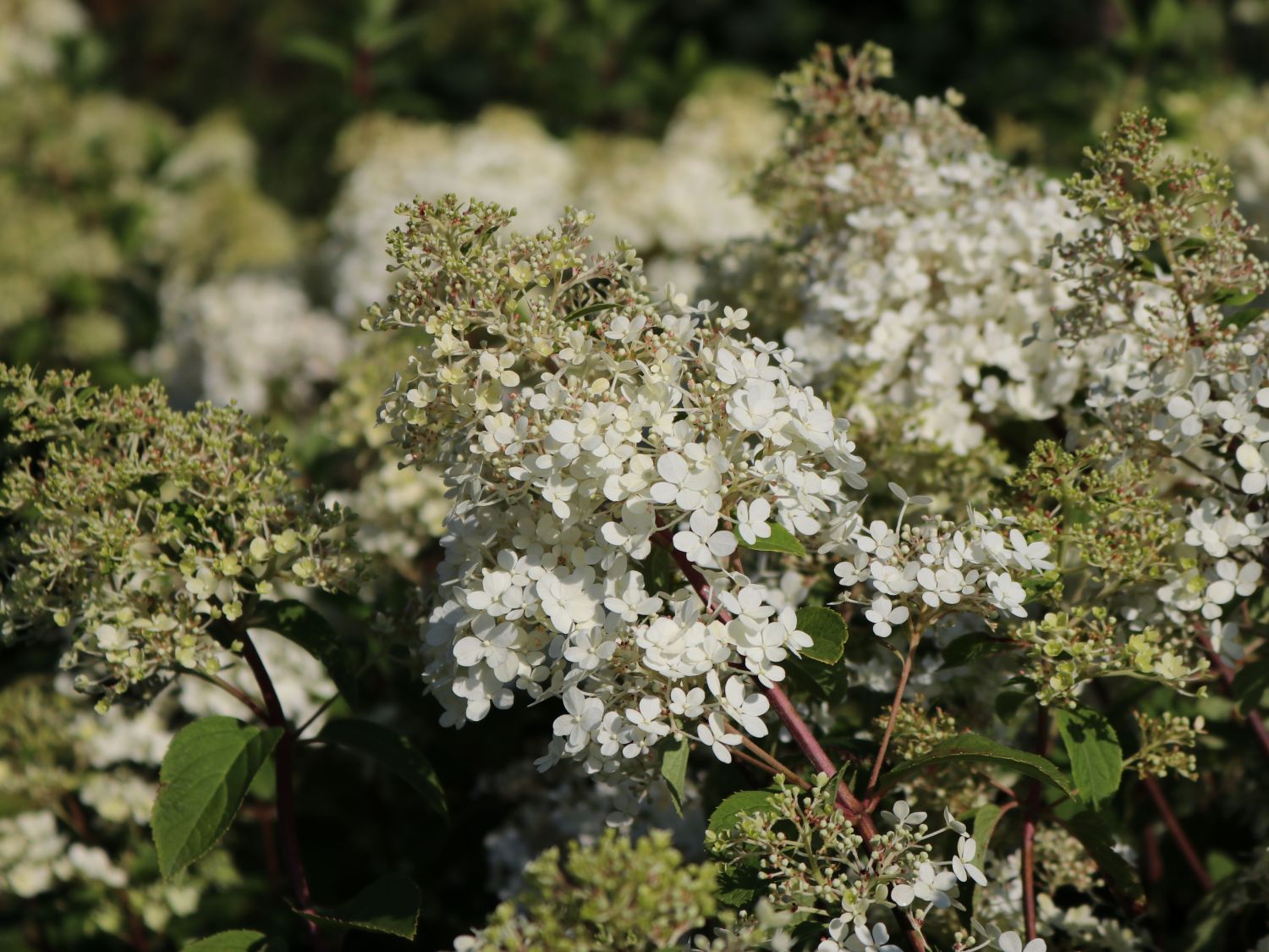 Rispenhortensie 'Bobo' / 'IIvobo' - Hydrangea paniculata 'Bobo' / 'Ilvobo'