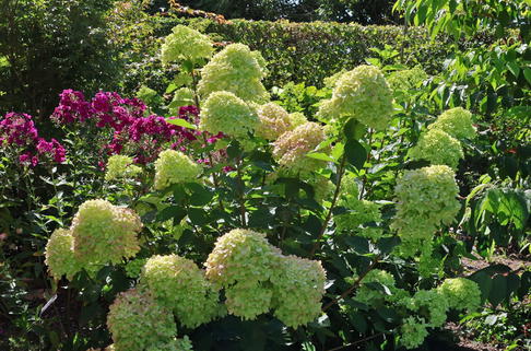 Rispenhortensie 'Bobo' / 'IIvobo' - Hydrangea paniculata 'Bobo' / 'Ilvobo'