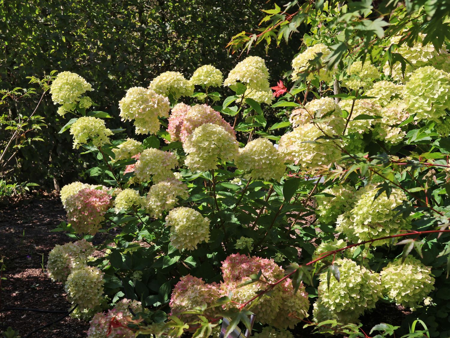 Rispenhortensie 'Bobo' / 'IIvobo' - Hydrangea paniculata 'Bobo' / 'Ilvobo'