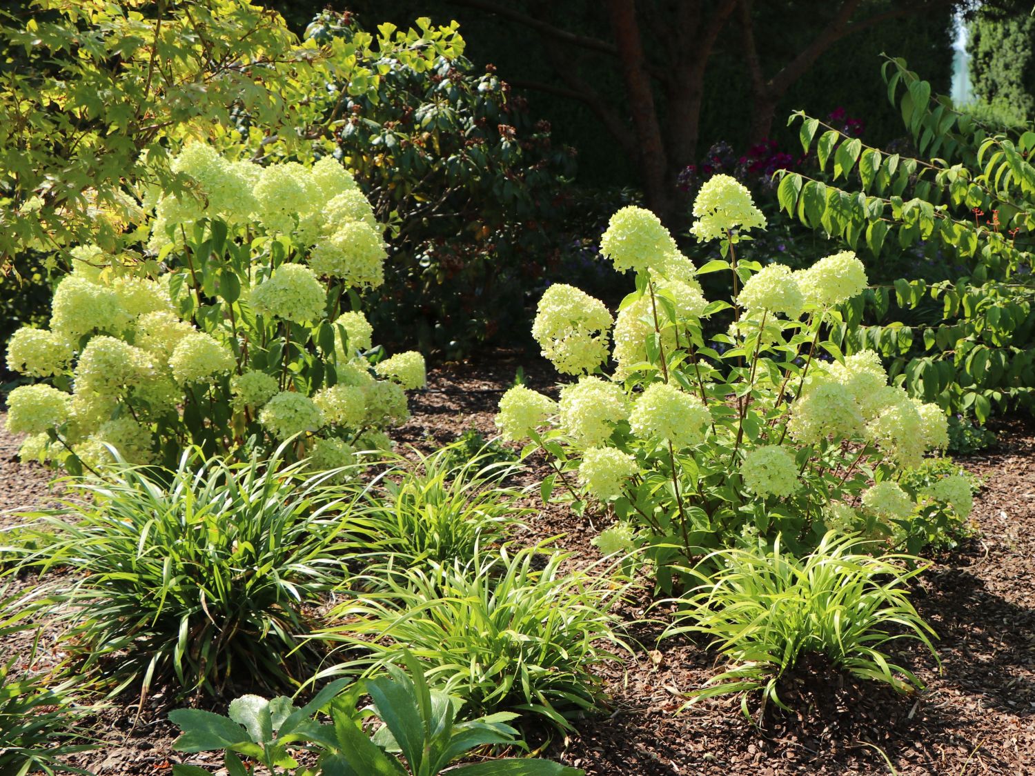 Rispenhortensie 'Bobo' / 'IIvobo' - Hydrangea paniculata 'Bobo' / 'Ilvobo'