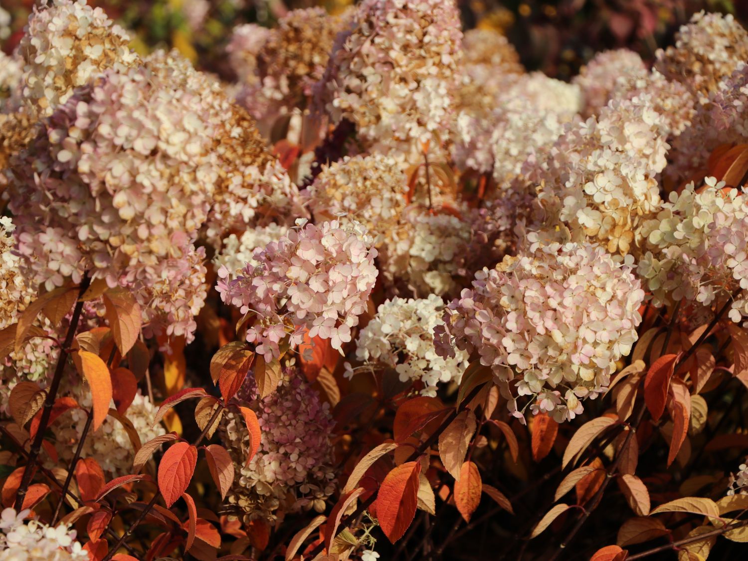 Rispenhortensie 'Bobo' / 'IIvobo' - Hydrangea paniculata 'Bobo' / 'Ilvobo'