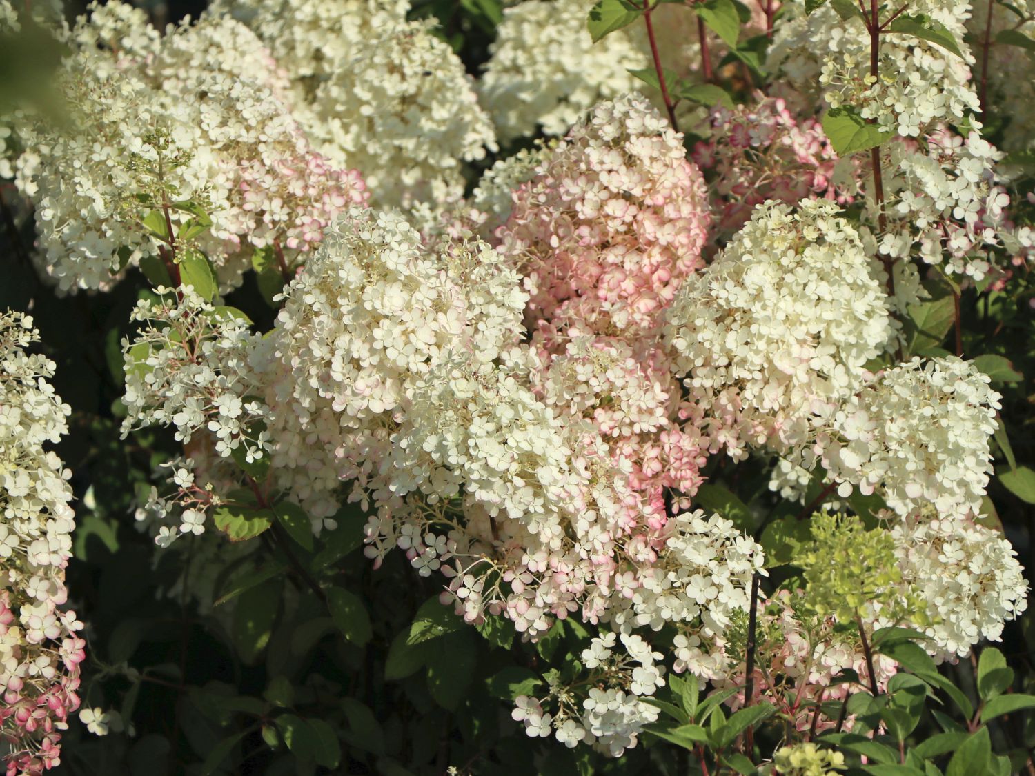 Rispenhortensie 'Bobo' / 'IIvobo' - Hydrangea paniculata 'Bobo' / 'Ilvobo'
