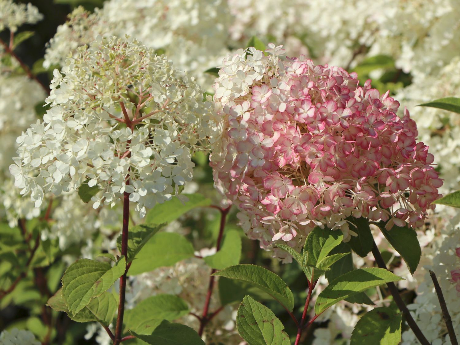 Rispenhortensie 'Bobo' / 'IIvobo' - Hydrangea paniculata 'Bobo' / 'Ilvobo'