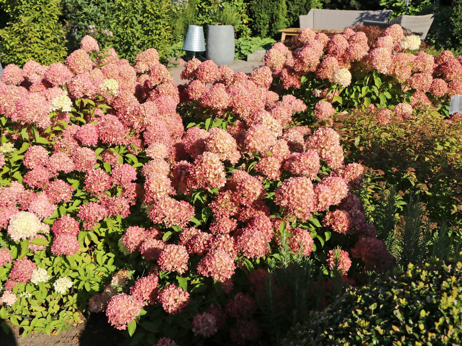 Hortensiengewächse (Hydrangeaceae)