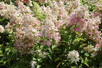 Rispenhortensie 'Confetti' - Hydrangea paniculata 'Confetti'