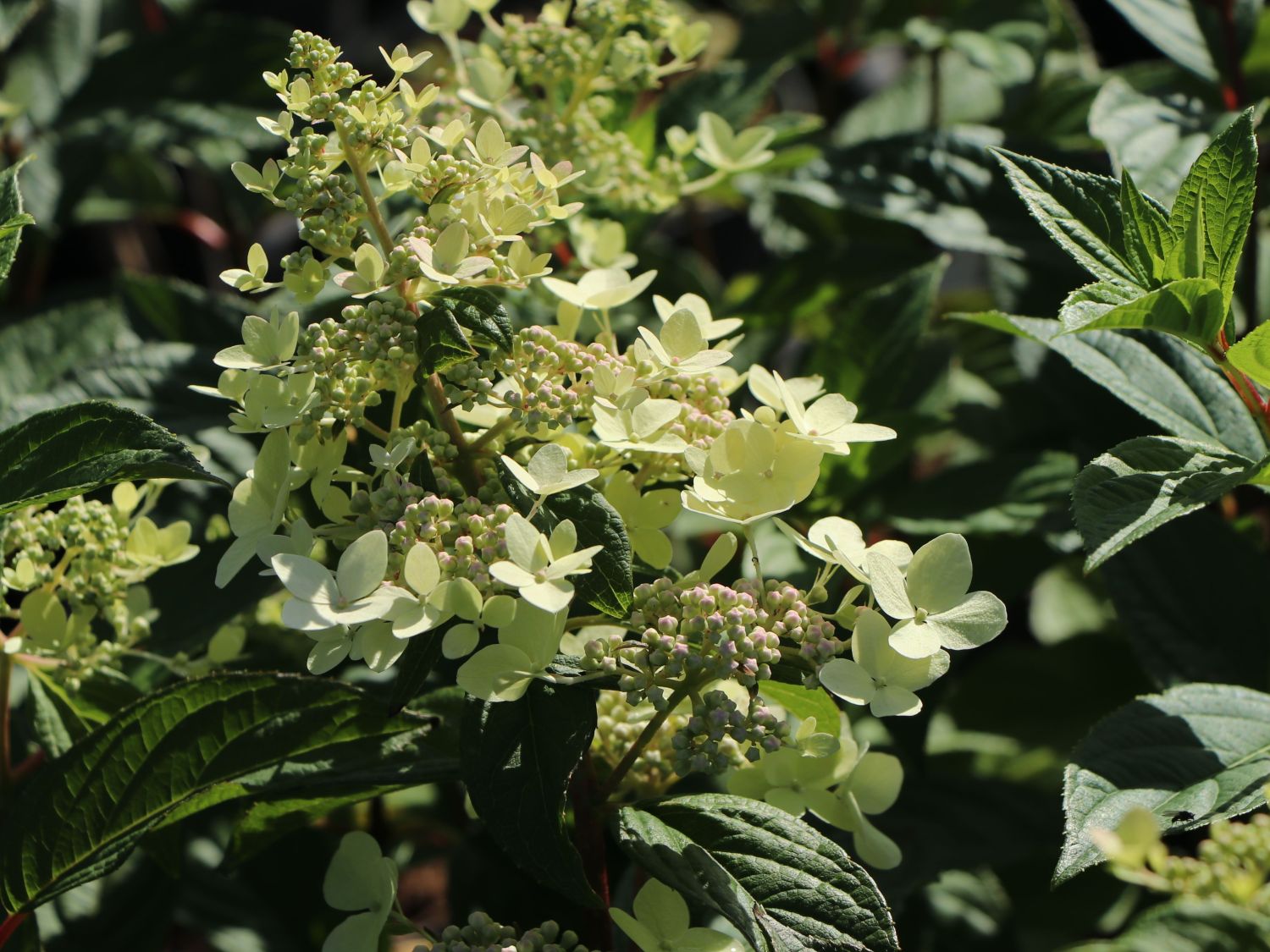 Rispenhortensie 'Confetti' Hydrangea paniculata 'Confetti