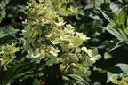 Rispenhortensie 'Confetti' - Hydrangea paniculata 'Confetti'