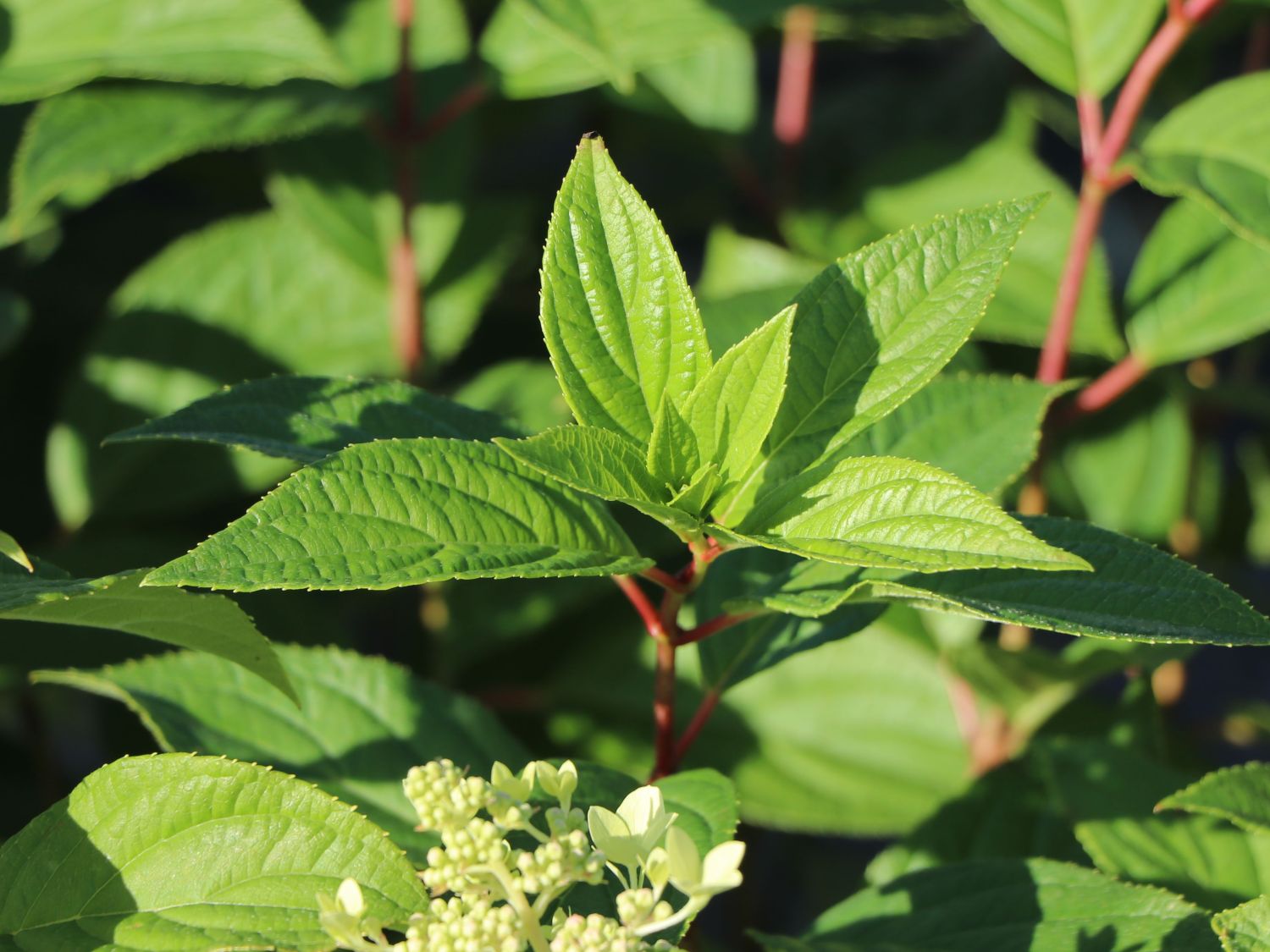 Rispenhortensie 'Confetti' - Hydrangea paniculata 'Confetti'