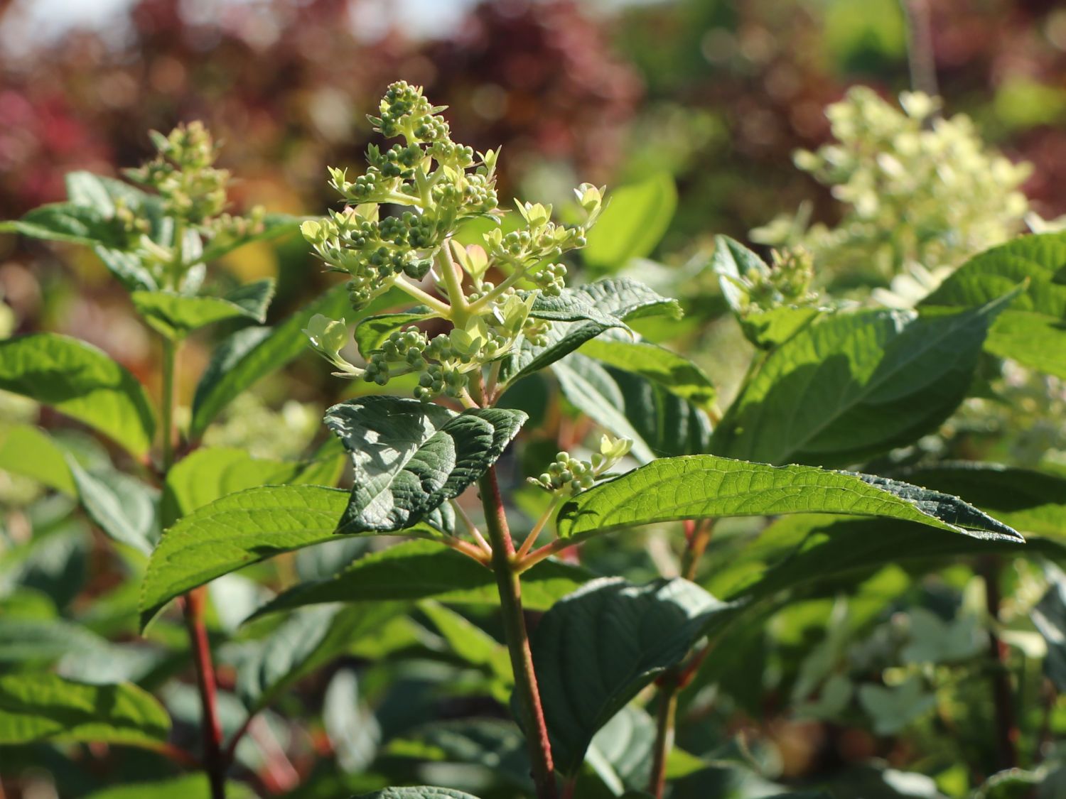 Rispenhortensie 'Confetti' - Hydrangea paniculata 'Confetti'