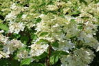 Rispenhortensie 'Confetti' - Hydrangea paniculata 'Confetti'