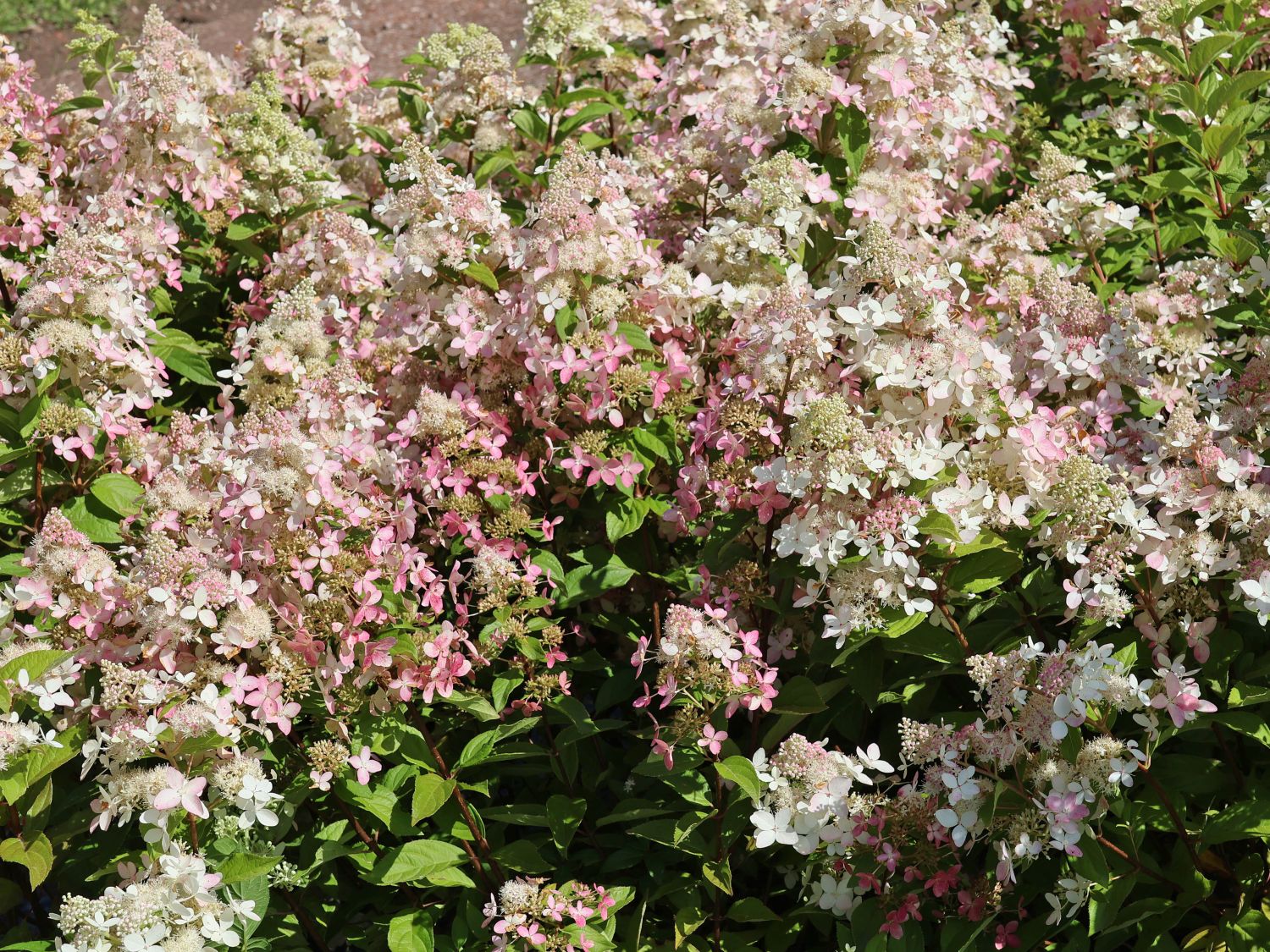 Rispenhortensie 'Confetti' - Hydrangea paniculata 'Confetti'