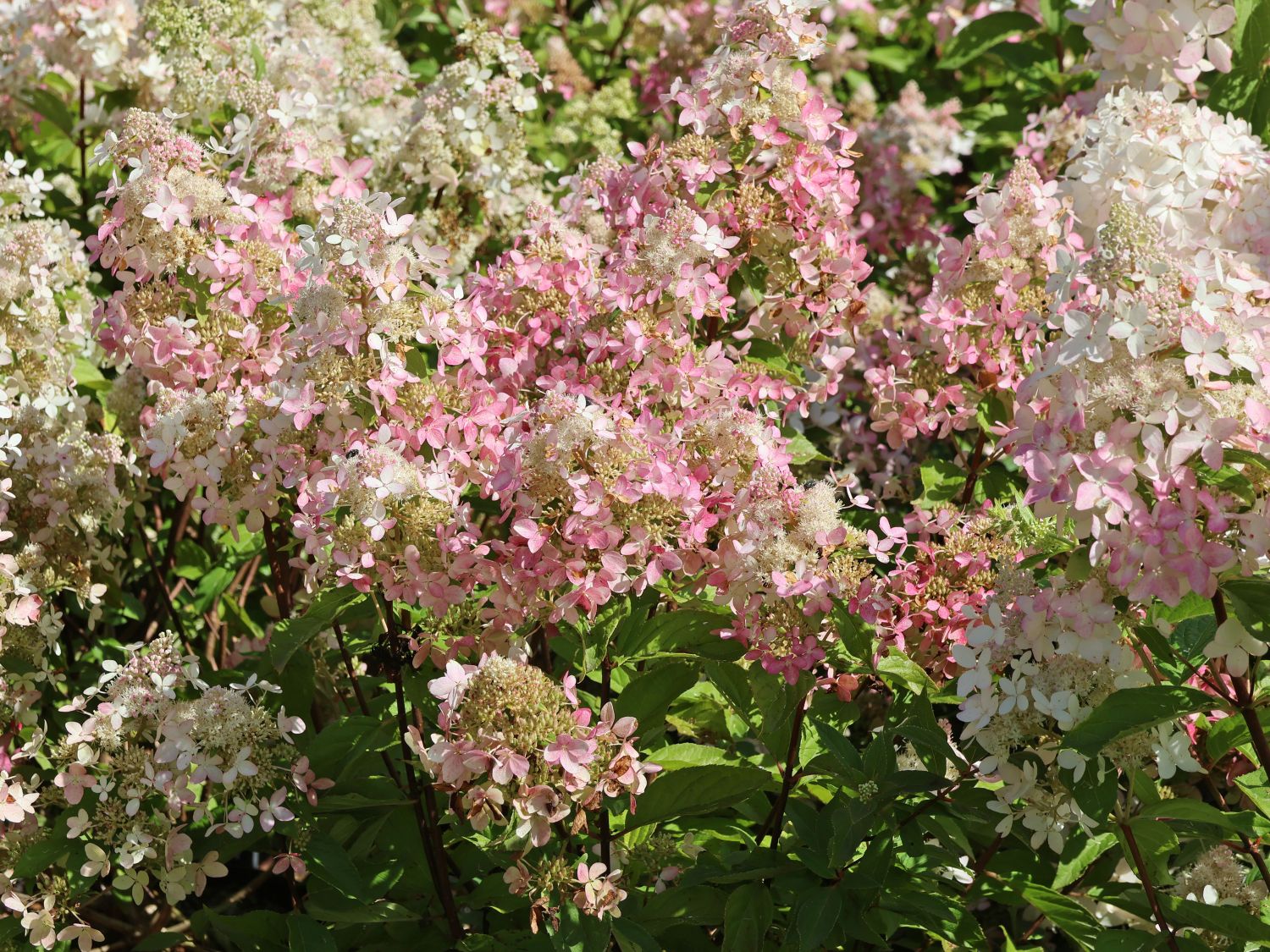 Rispenhortensie 'Confetti' - Hydrangea paniculata 'Confetti'