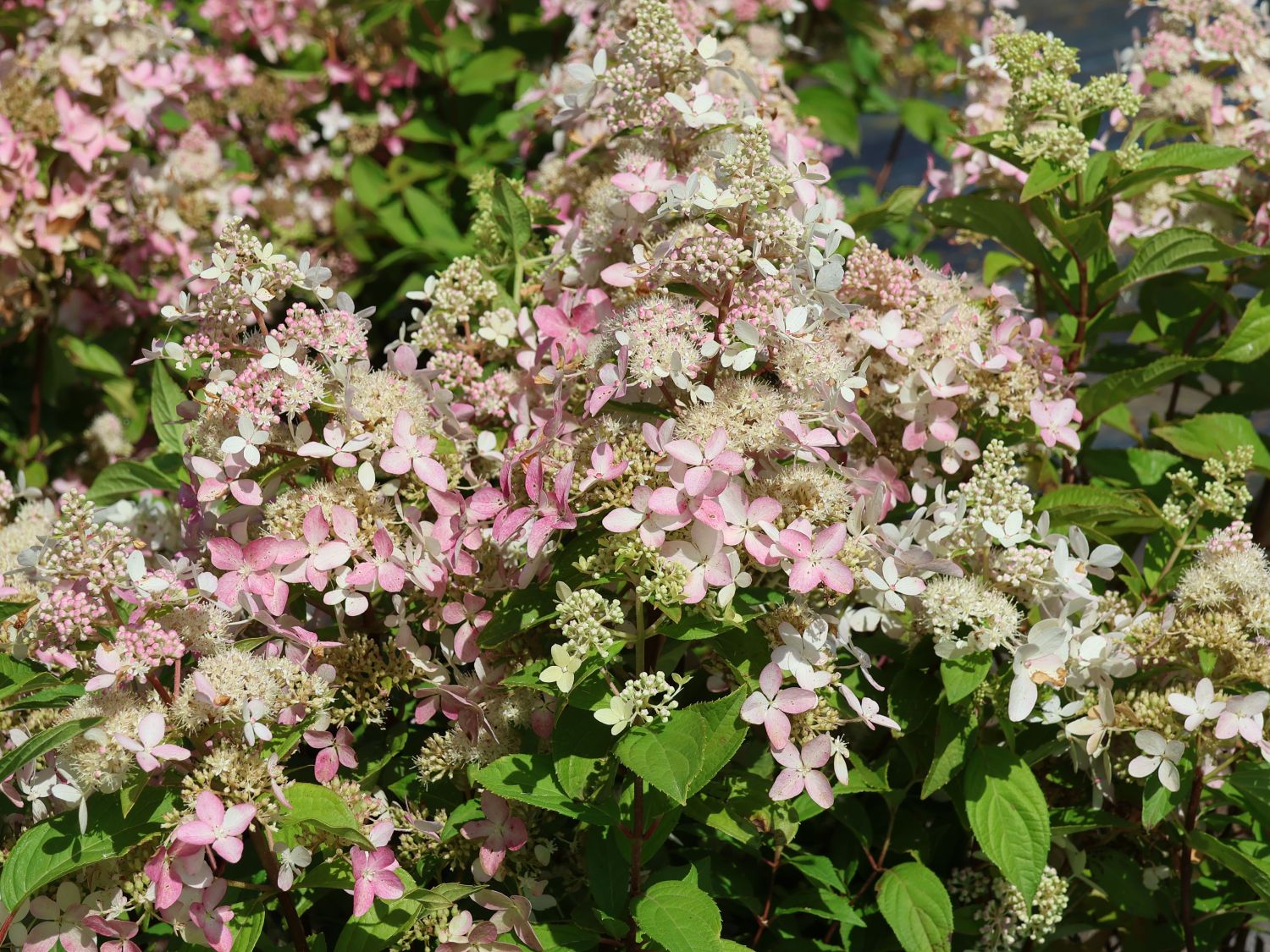 Rispenhortensie 'Confetti' - Hydrangea paniculata 'Confetti'