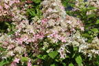 Rispenhortensie 'Confetti' - Hydrangea paniculata 'Confetti'