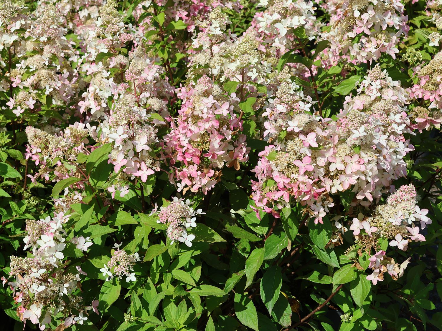 Rispenhortensie 'Confetti' - Hydrangea paniculata 'Confetti'