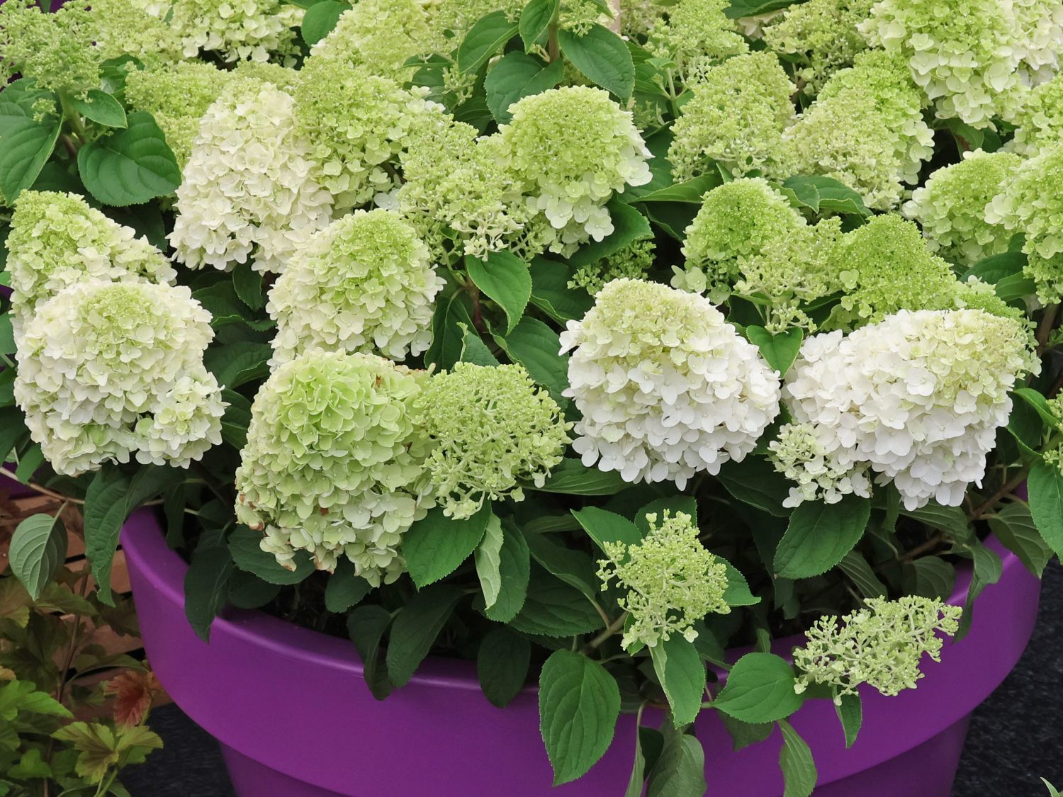 Rispenhortensie FIRST EDITIONS ® 'Little Hottie'