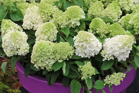 Rispenhortensie FIRST EDITIONS ® 'Little Hottie' - Hydrangea paniculata FIRST EDITIONS ® 'Little Hottie'