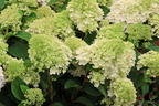 Rispenhortensie FIRST EDITIONS ® 'Little Hottie' - Hydrangea paniculata FIRST EDITIONS ® 'Little Hottie'