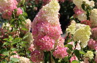 Rispenhortensie 'Fraise Melba'