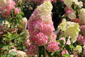 Rispenhortensie 'Fraise Melba'
