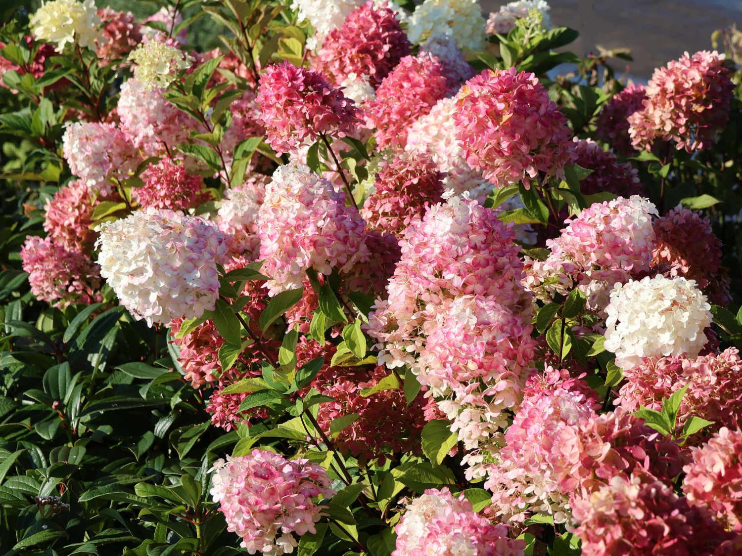 Rispenhortensie 'Graffiti' ® - Hydrangea paniculata 'Graffiti' ®