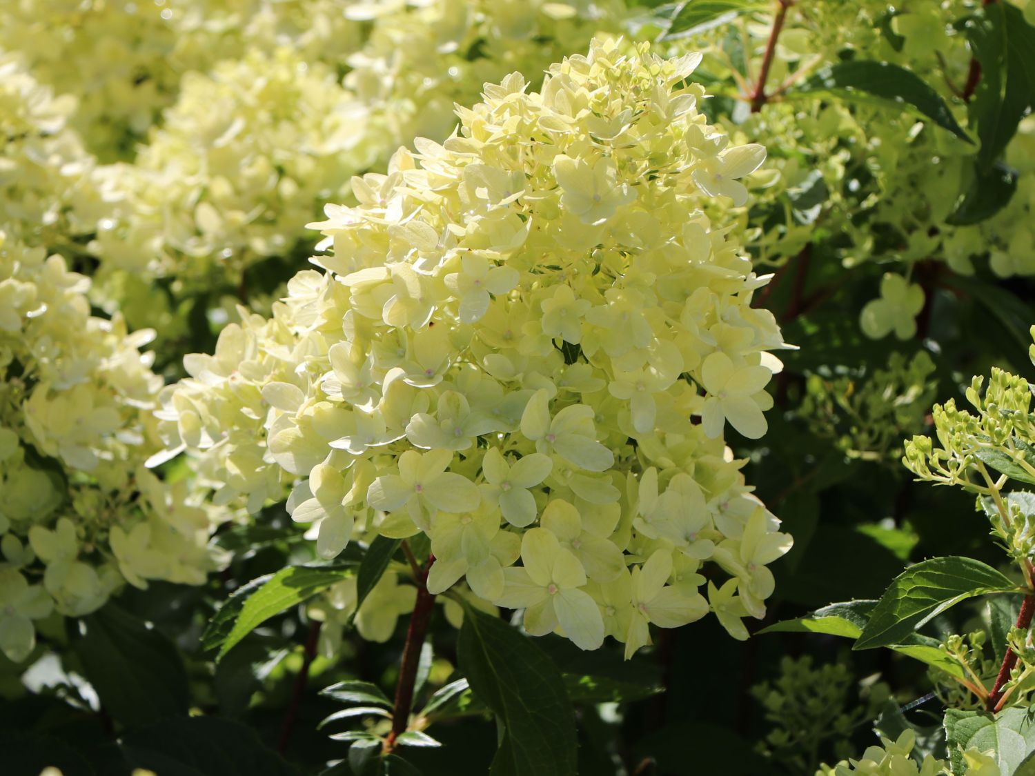 Rispenhortensie 'Graffiti' ® - Hydrangea paniculata 'Graffiti' ®