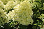 Rispenhortensie 'Graffiti' ® - Hydrangea paniculata 'Graffiti' ®