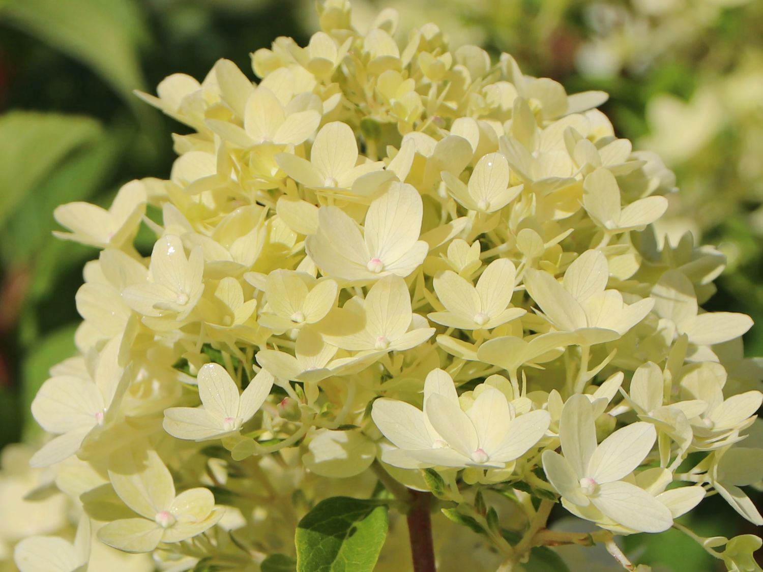 Rispenhortensie 'Graffiti' ® - Hydrangea paniculata 'Graffiti' ®