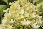 Rispenhortensie 'Graffiti' ® - Hydrangea paniculata 'Graffiti' ®