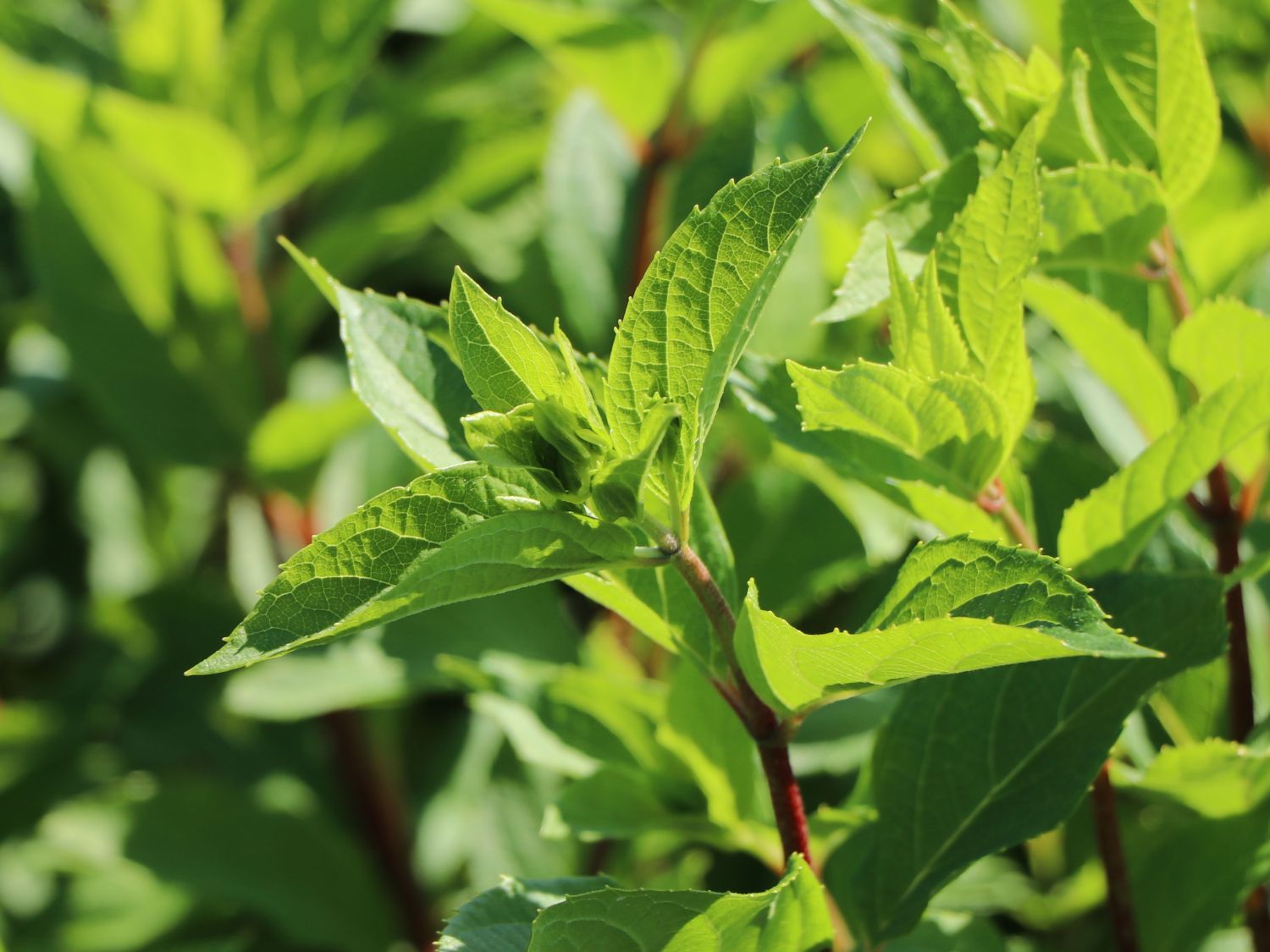 Rispenhortensie 'Graffiti' ® - Hydrangea paniculata 'Graffiti' ®