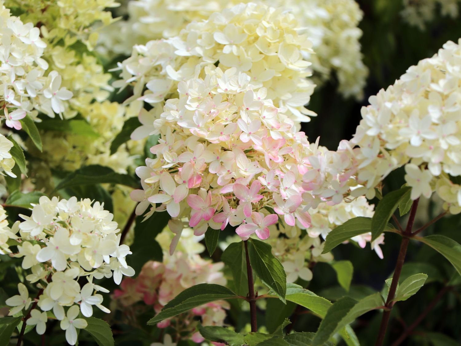 Rispenhortensie 'Graffiti' ® - Hydrangea paniculata 'Graffiti' ®