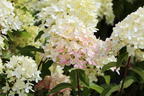 Rispenhortensie 'Graffiti' ® - Hydrangea paniculata 'Graffiti' ®