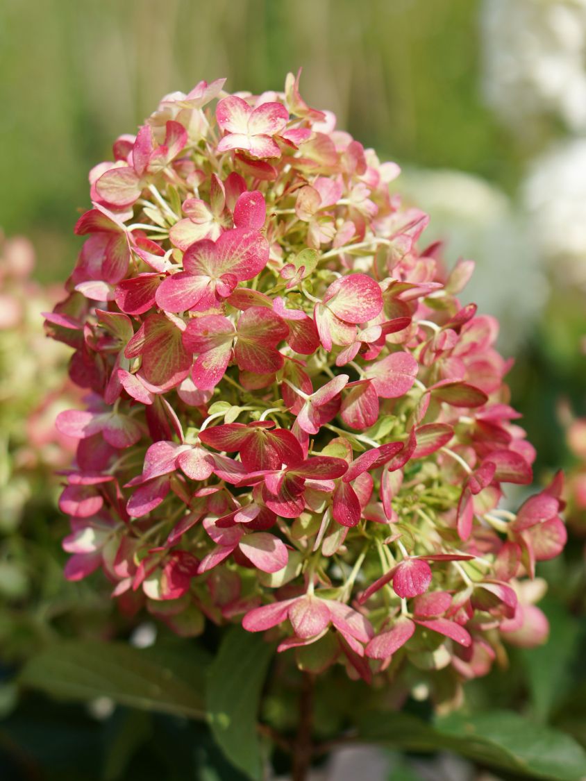 Rispenhortensie 'Graffiti' ® - Hydrangea paniculata 'Graffiti' ®
