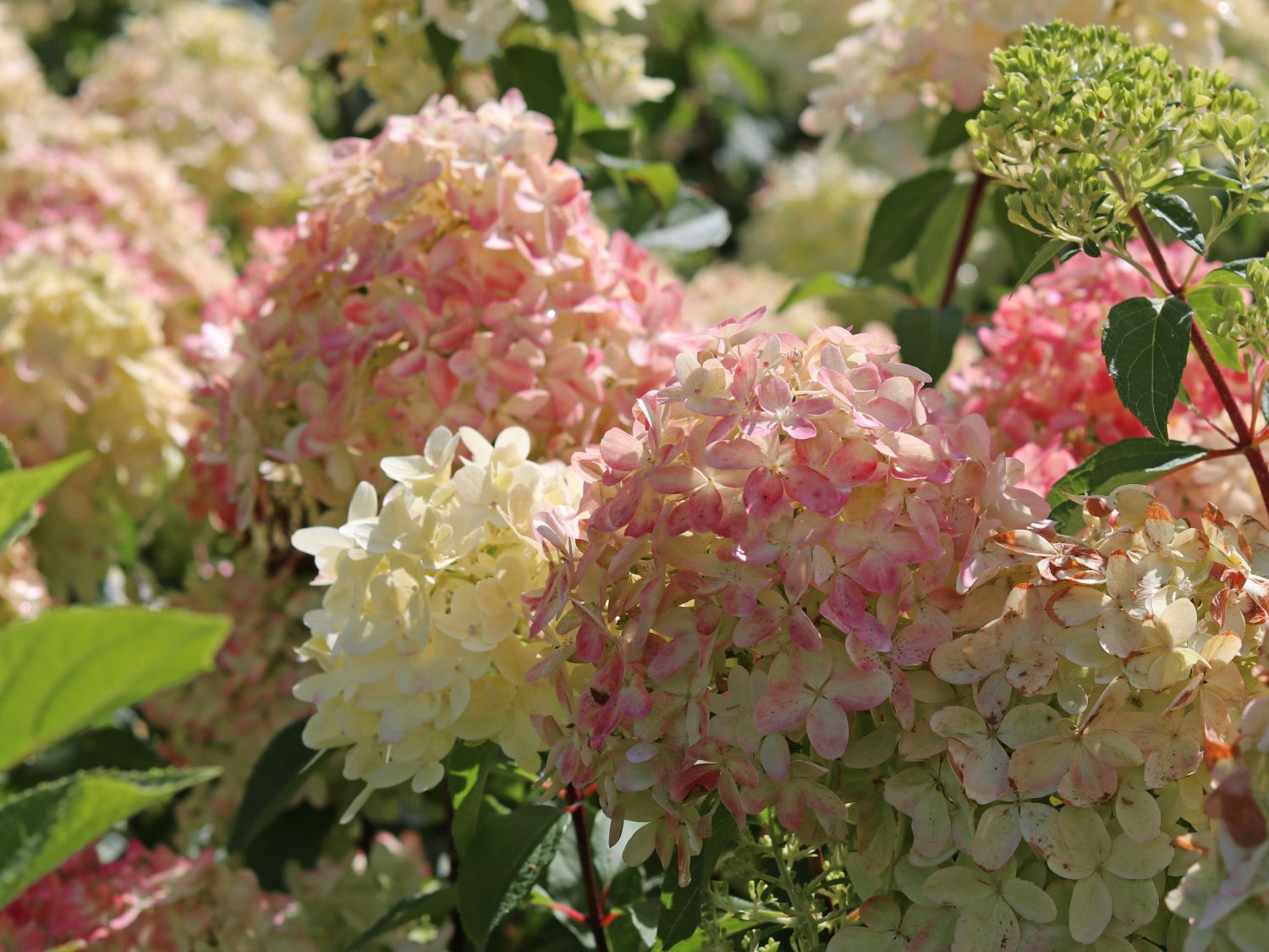 Rispenhortensie 'Graffiti' ® - Hydrangea paniculata 'Graffiti' ®