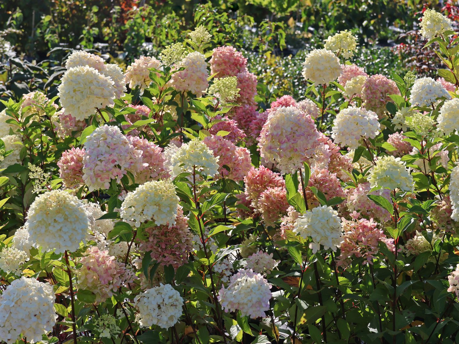 Rispenhortensie 'Graffiti' ® - Hydrangea paniculata 'Graffiti' ®