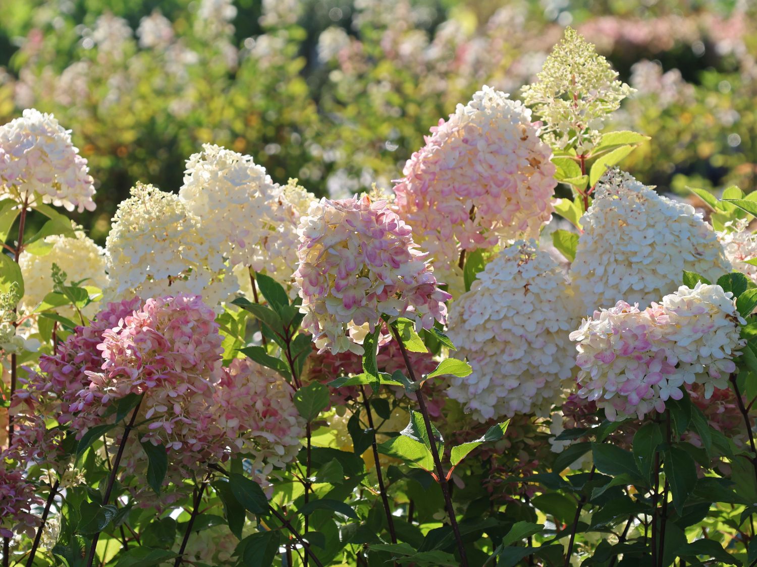 Rispenhortensie 'Graffiti' ® - Hydrangea paniculata 'Graffiti' ®