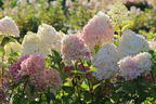 Rispenhortensie 'Graffiti' ® - Hydrangea paniculata 'Graffiti' ®