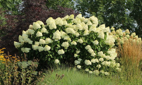 Hortensien Die Farbexplosion F r Deinen Garten Hortensien Die Farbexplosion F r Deinen Garten