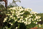 Rispenhortensie 'Grandiflora' - Hydrangea paniculata 'Grandiflora'