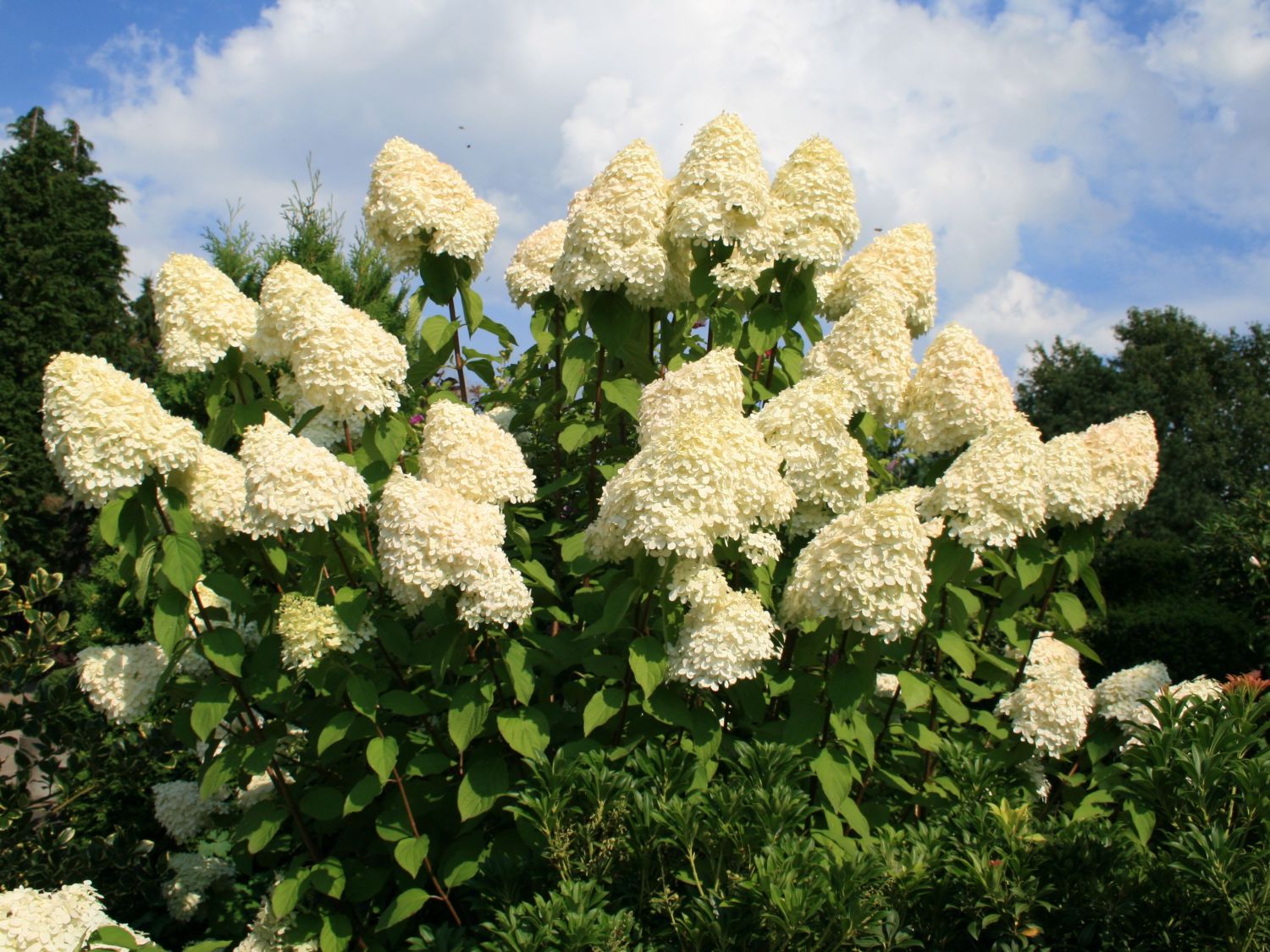 Rispenhortensie 'Grandiflora' - Hydrangea paniculata 'Grandiflora'