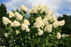 Rispenhortensie 'Grandiflora' - Hydrangea paniculata 'Grandiflora'