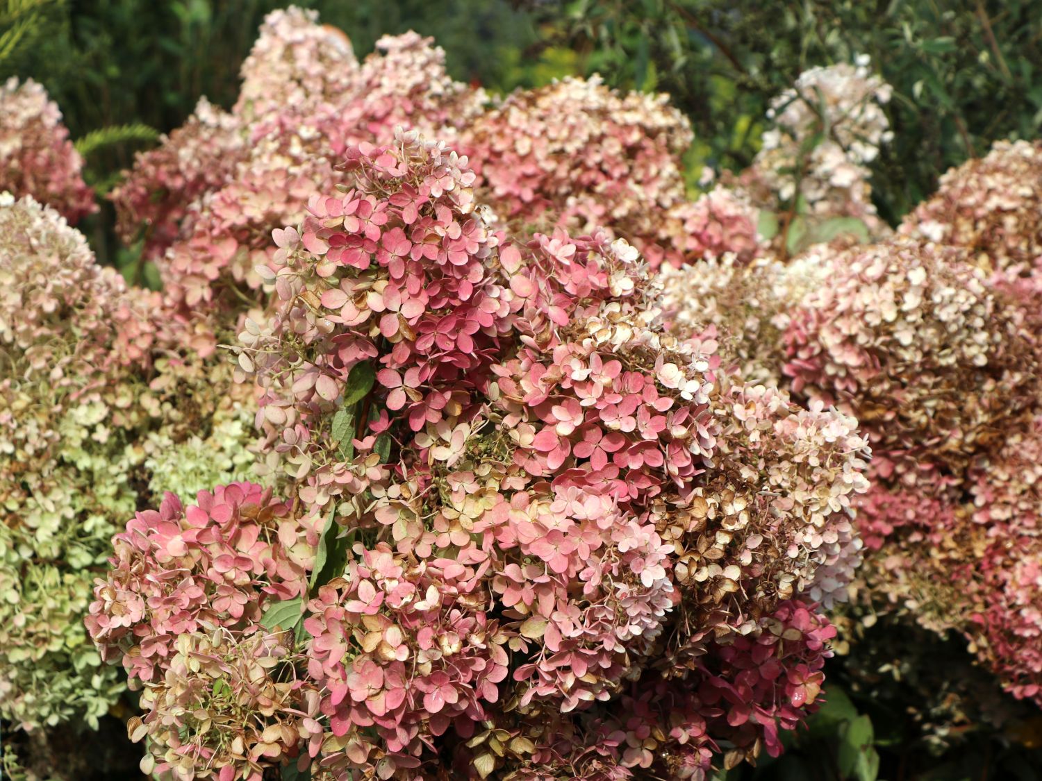 Rispenhortensie 'Grandiflora' - Hydrangea paniculata 'Grandiflora'