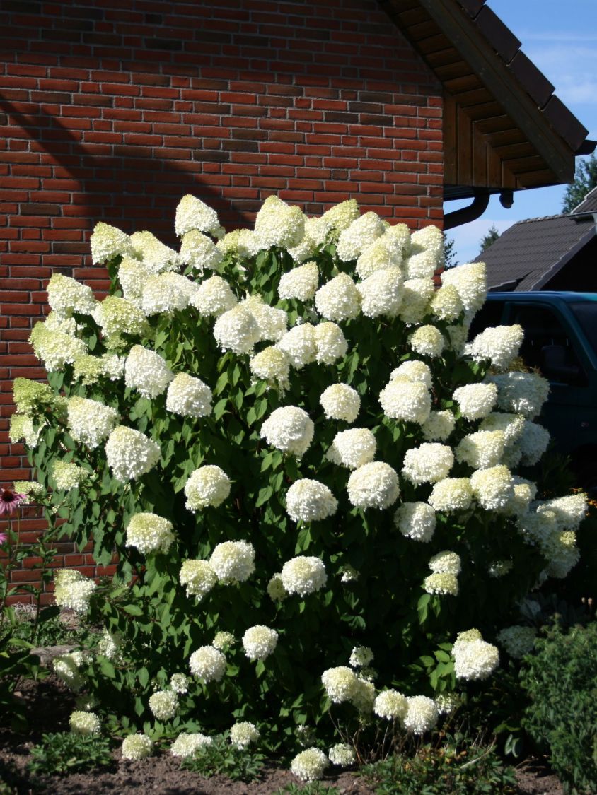 Rispenhortensie 'Grandiflora' - Hydrangea paniculata 'Grandiflora'