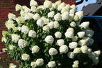 Rispenhortensie 'Grandiflora' - Hydrangea paniculata 'Grandiflora'