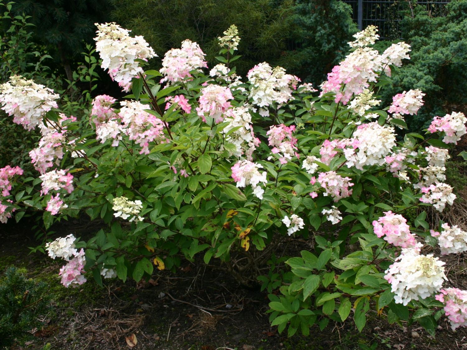 Rispenhortensie 'Grandiflora' - Hydrangea paniculata 'Grandiflora'