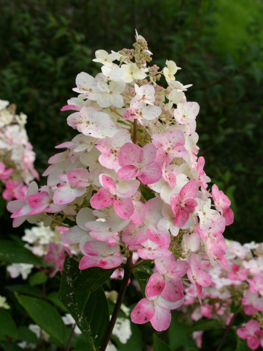 Rispenhortensie 'Grandiflora' - Hydrangea paniculata 'Grandiflora'