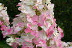 Rispenhortensie 'Grandiflora' - Hydrangea paniculata 'Grandiflora'