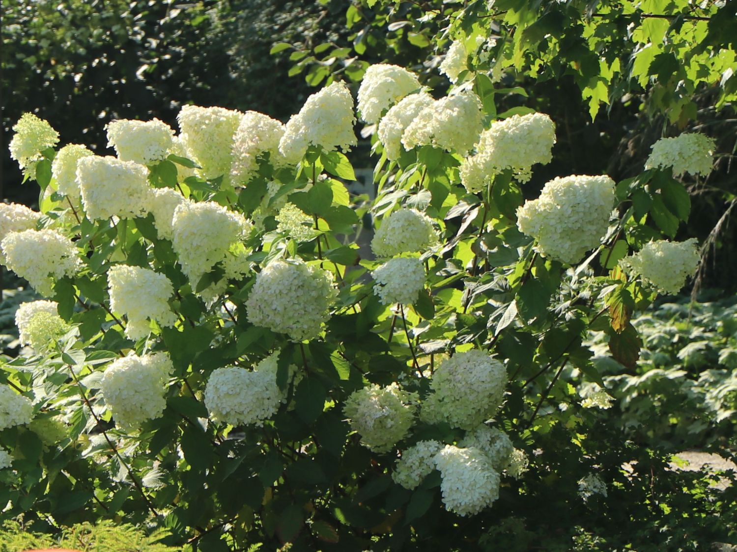 Rispenhortensie 'Grandiflora' - Hydrangea paniculata 'Grandiflora'